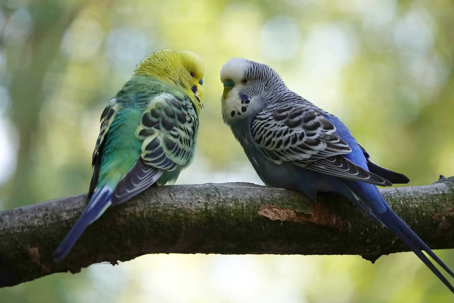 heerlijkheid poll kwaadaardig Giftige bomen voor papegaaien en parkieten - Vogelexpert