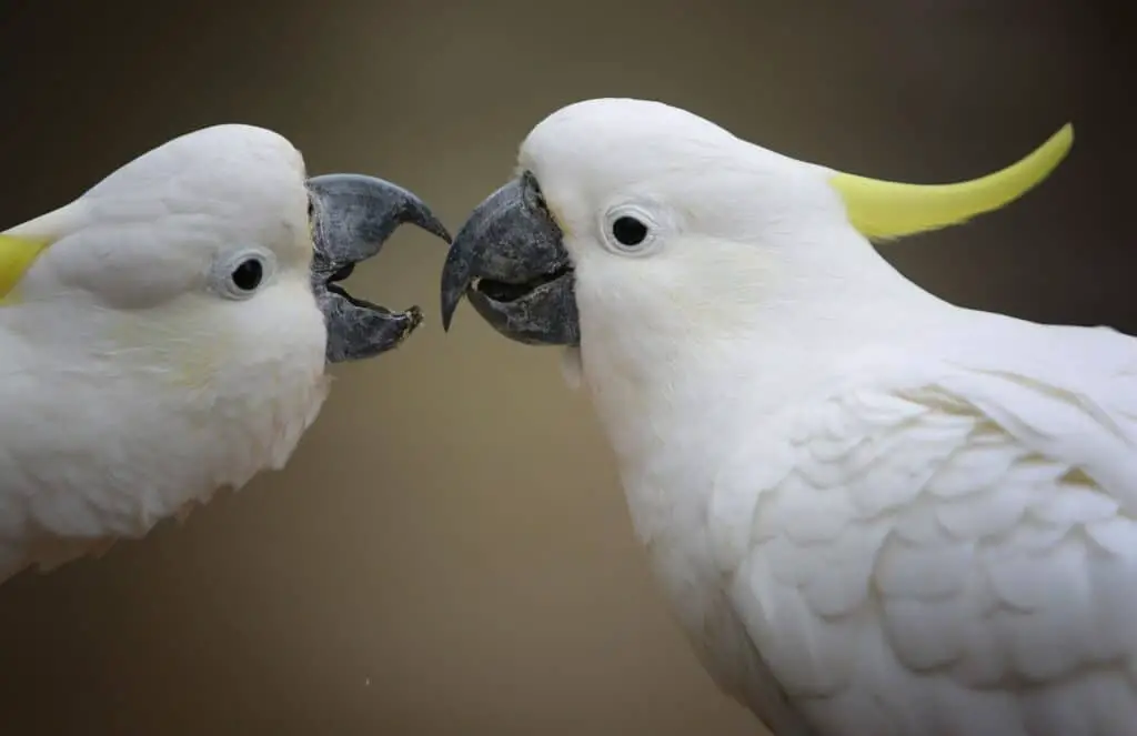 Papegaai socialiseren