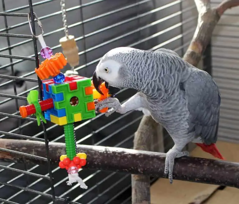 Papegaaienkooi inrichten