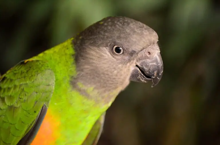 Alles over Bonte Boertje of Senegal papegaai.