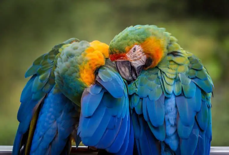 Waarom plukt een papegaai of parkiet zich kaal?