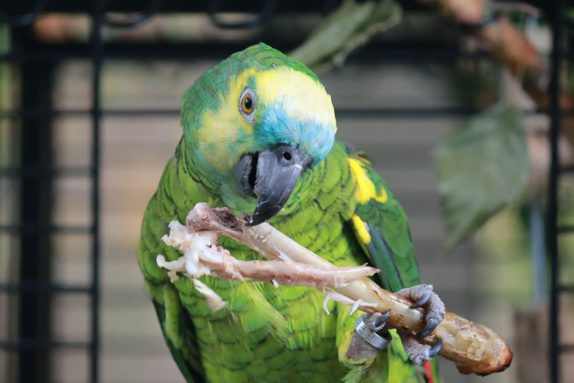 Amazone Papegaaien: Sociaal En Aanhankelijk - Vogelexpert