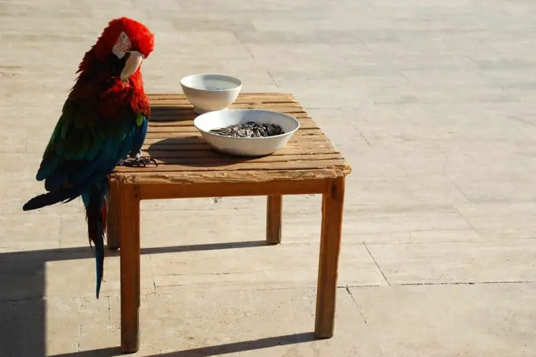 Alles over voeding van papegaaien en parkieten