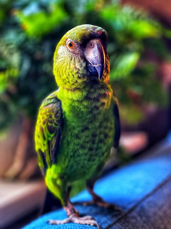 Jardine papegaai