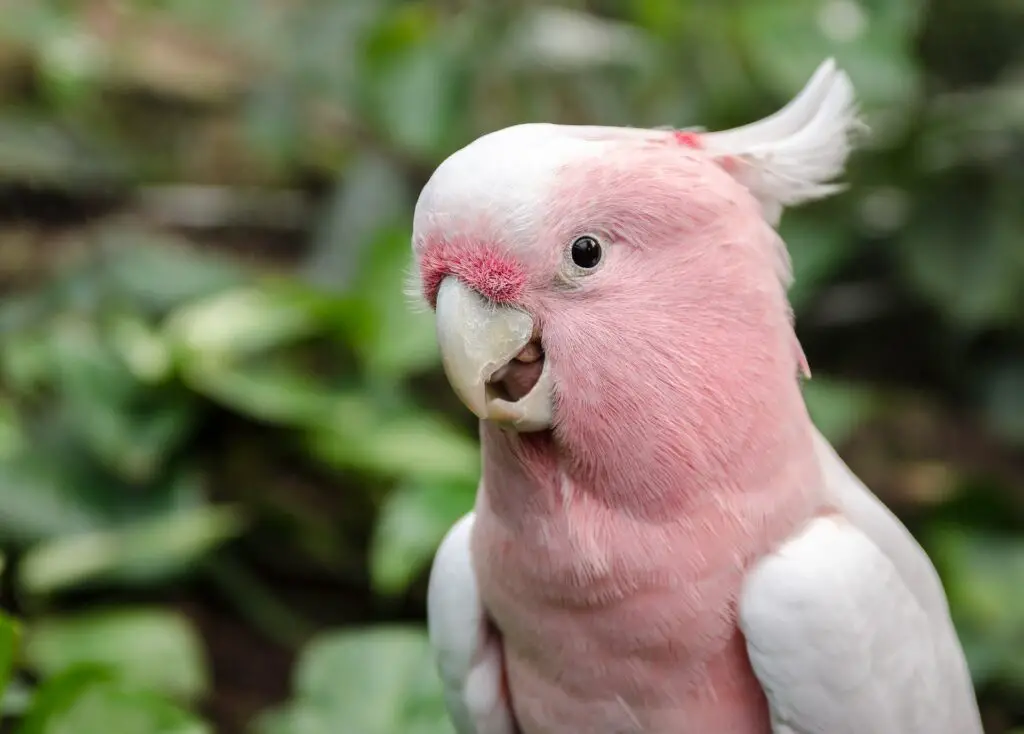 Welke papegaai schreeuwt het meest en het minst?