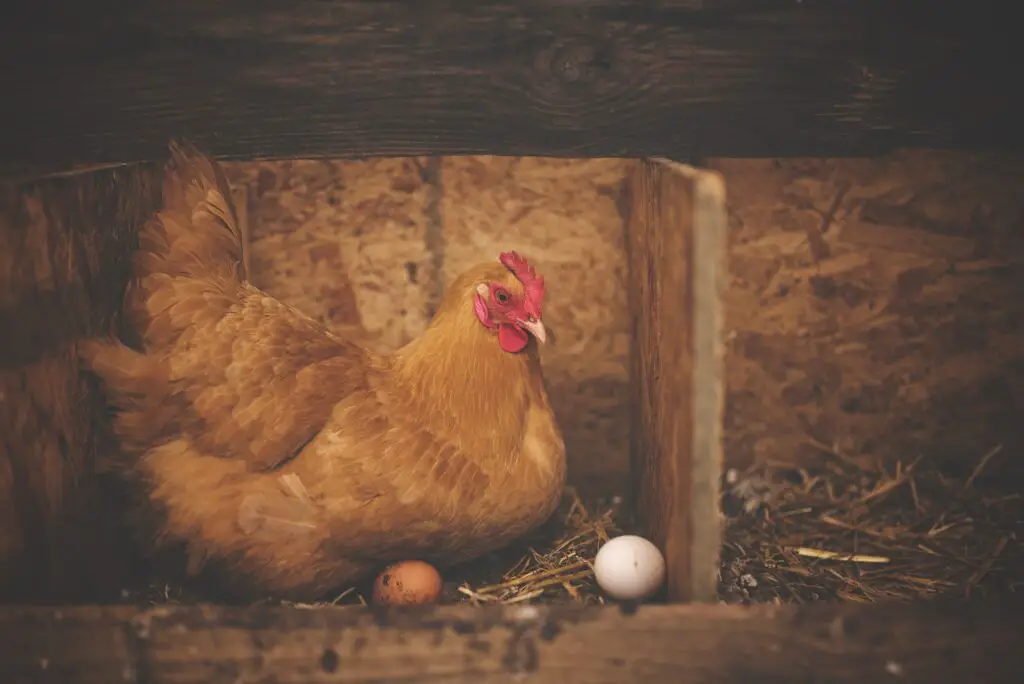 Welke kippen leggen welke kleur eieren?
