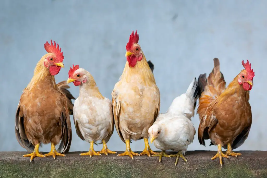 Huisvesting van kippen: hoe houdt je ze gezond en gelukkig?