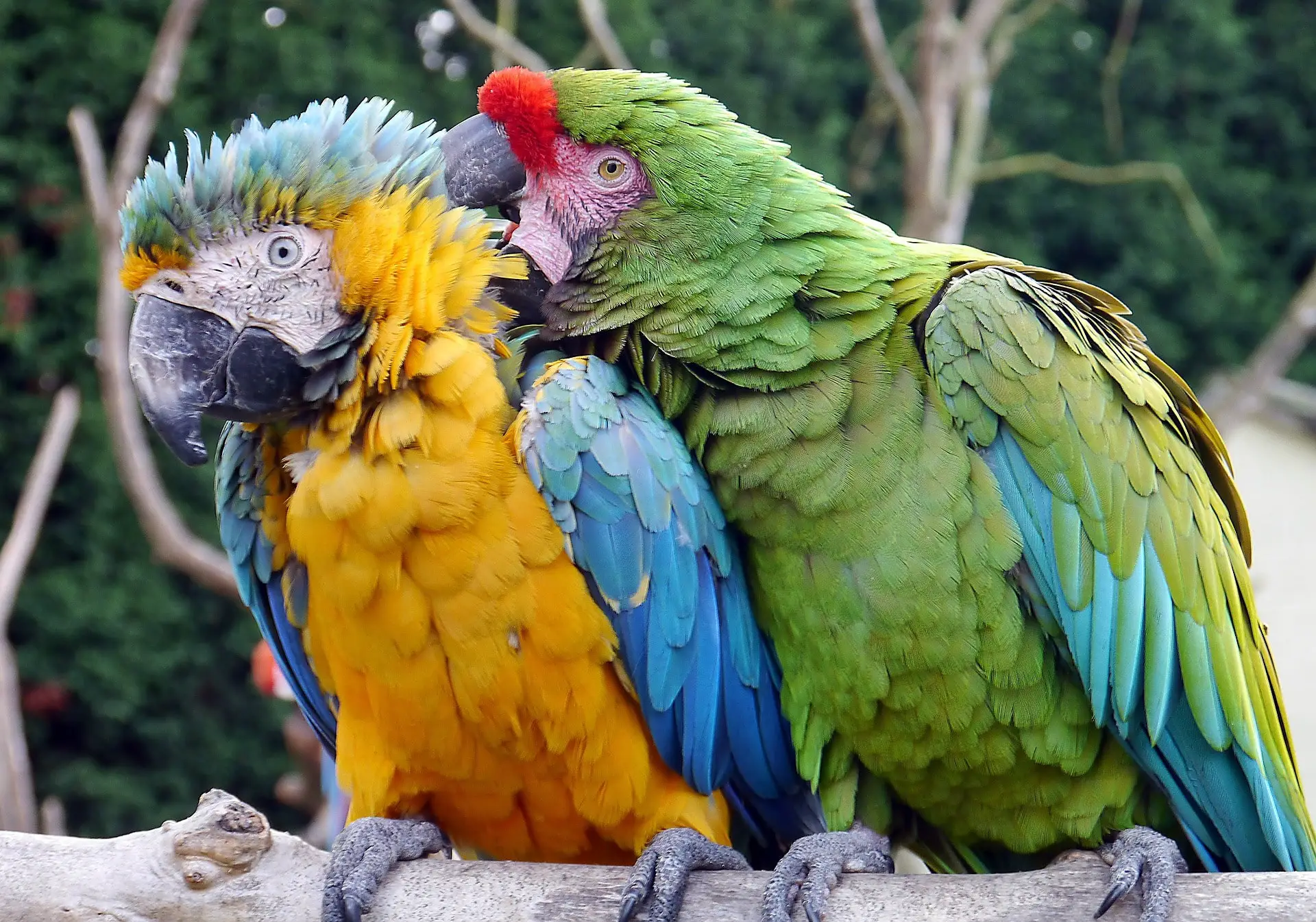 Bekijk het internet long Monetair De beste kooien voor Ara's en grote papegaaien - Vogelexpert