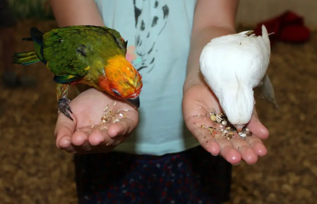 Papegaai geschikt voor kinderen