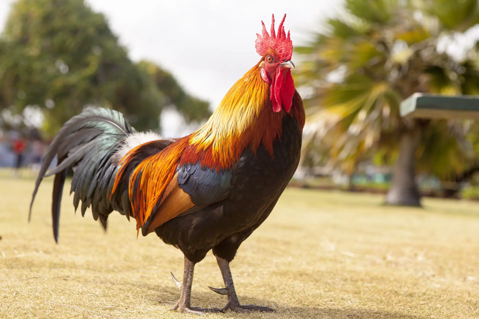 puree interview Lokken Hoe herken je een kip van een haan? - Vogelexpert