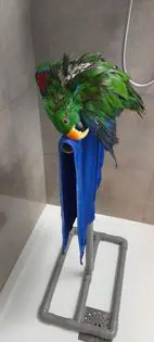 Zelf een douchestok voor papegaaien en parkieten maken