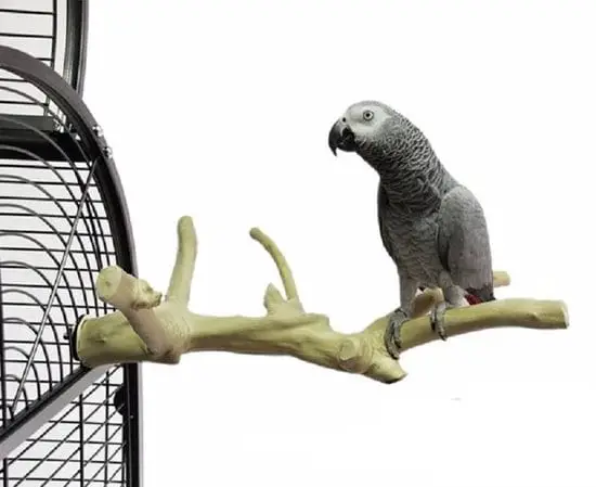Java zitstok papegaai of parkiet