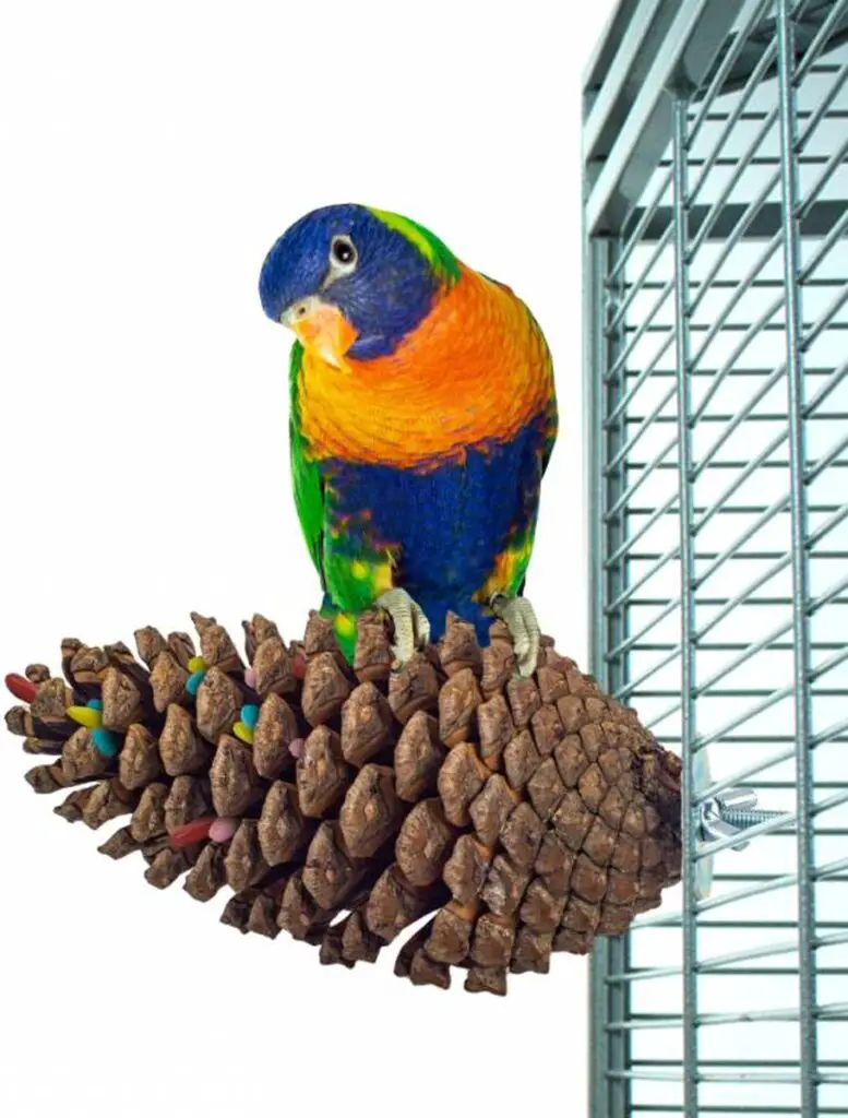 Foerageerspeelgoed papegaai of parkiet