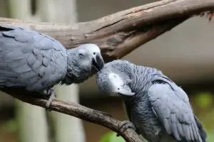Kooi voor papegaaien zoals grijze roodstaart, amazone, kaketoe