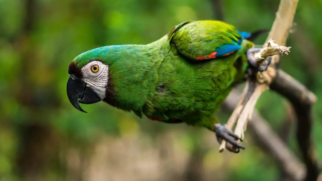 Alle info over volière, nachthok voor papegaaien en parkieten
