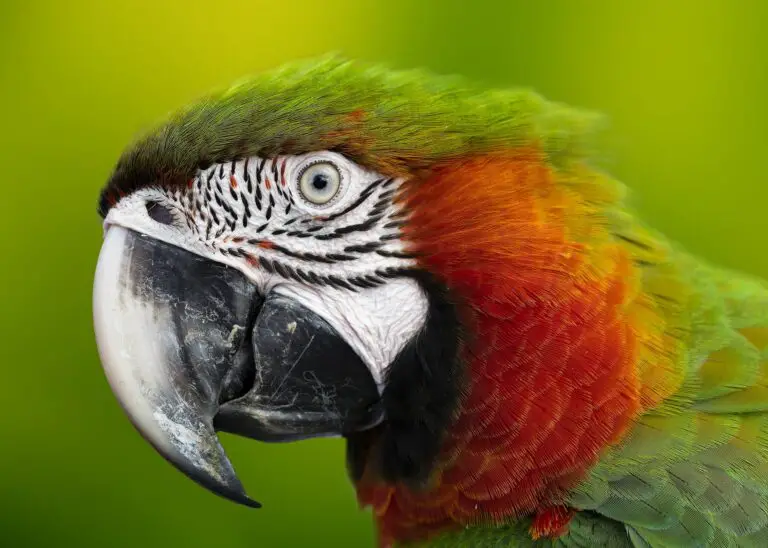 Polyoma ziekte bij papegaaien en parkieten