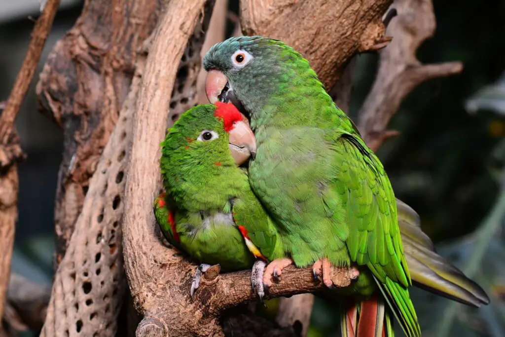 Papegaaienziekte (chlamydiose) bij papegaaien en parkieten